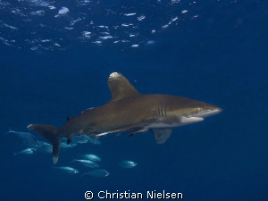Oceanic Whitetip on Daedalus Reef.
Very calm and friendl... by Christian Nielsen 